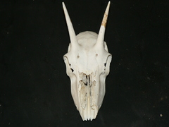 Redunca fulvorufula fulvorufula