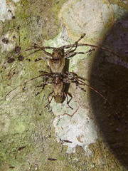 Oreodera bituberculata