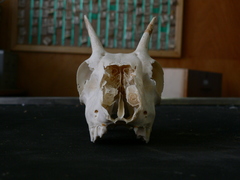 Redunca fulvorufula fulvorufula