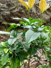 Osmanthus