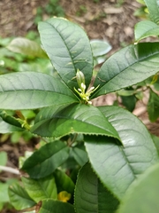 Osmanthus