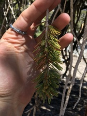 Pinus balfouriana austrina