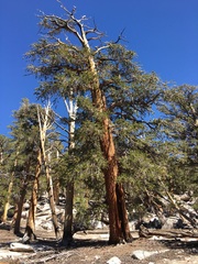 Pinus balfouriana austrina