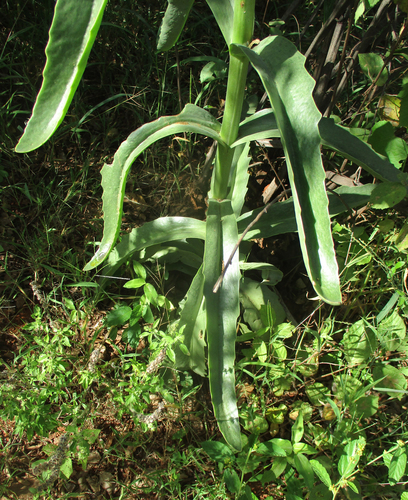 Kalanchoe brachyloba image