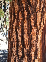 Pinus balfouriana austrina