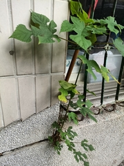 Broussonetia papyrifera