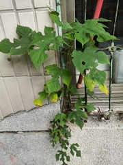 Broussonetia papyrifera