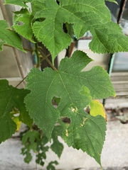 Broussonetia papyrifera