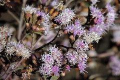 Vernonanthura squamulosa