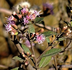 Vernonanthura squamulosa