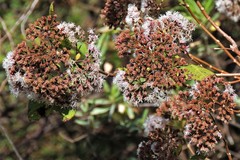 Kaunia lasiophthalma