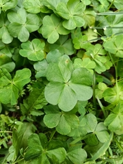 Oxalis debilis
