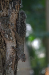 Sciurus yucatanensis