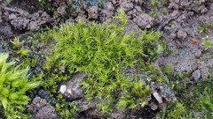 Dicranella howei