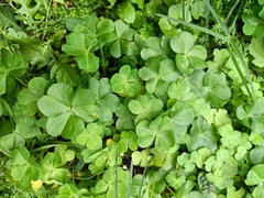 Oxalis debilis