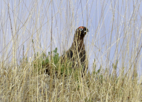 Red Grouse, Cow Hill, Fort William, UK, photo 8 of 10