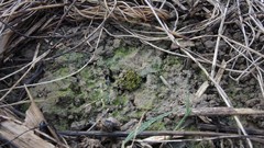 Microbryum davallianum