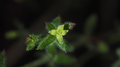 Galium porrigens porrigens