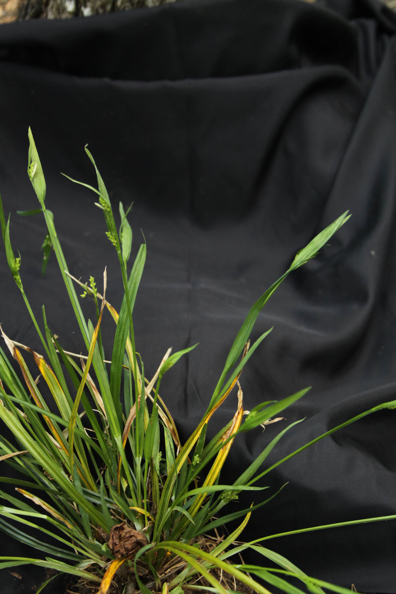 Carex kraliana