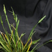 Carex kraliana - Photo (c) Dwayne Estes, alguns direitos reservados (CC BY-NC), uploaded by Dwayne Estes