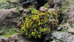Microbryum davallianum