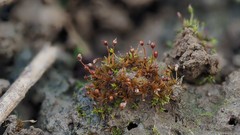 Microbryum davallianum