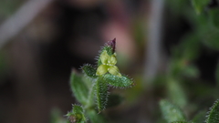 Galium porrigens porrigens