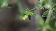 Galium porrigens porrigens