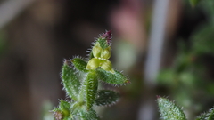 Galium porrigens porrigens