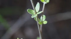 Galium porrigens porrigens