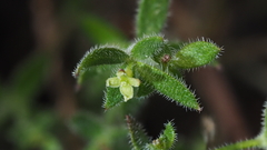 Galium porrigens porrigens