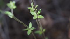 Galium porrigens porrigens