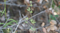 Galium porrigens porrigens