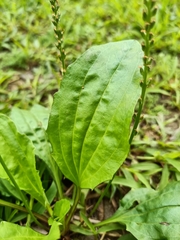 Plantago asiatica
