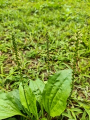 Plantago asiatica