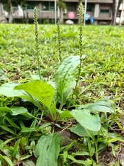 Plantago asiatica
