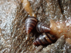 Cingula trifasciata