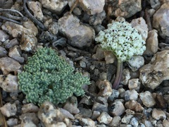 Oreonana clementis