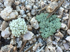 Oreonana clementis