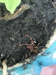 Pachyloides thorellii