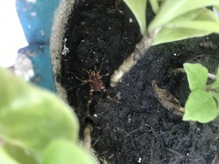 Pachyloides thorellii