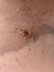 Pachyloides thorellii