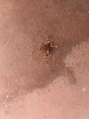 Pachyloides thorellii