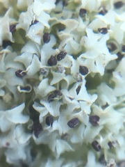 Oreonana clementis