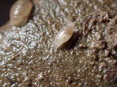 Leucophytia bidentata