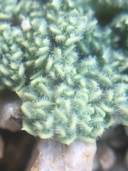 Oreonana clementis