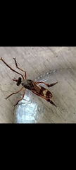 Pseudorus