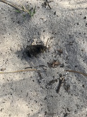 Scarabaeus intricatus