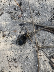 Scarabaeus intricatus