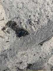 Scarabaeus intricatus